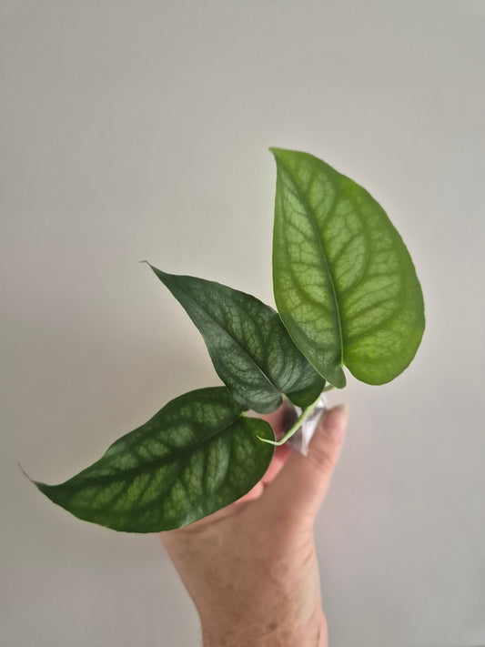 Monstera Siltepecana | Silver Fox Trailing House Plant | Rooted 2-3 Leaf Cutting
