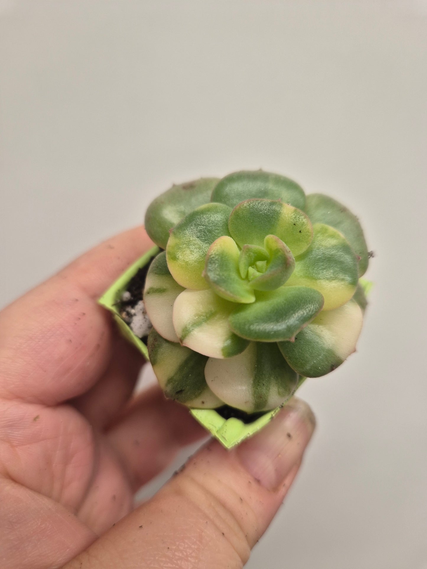 Echeveria Nicksana Variegated |  Beautiful Collectors Succulent Rooted Plant