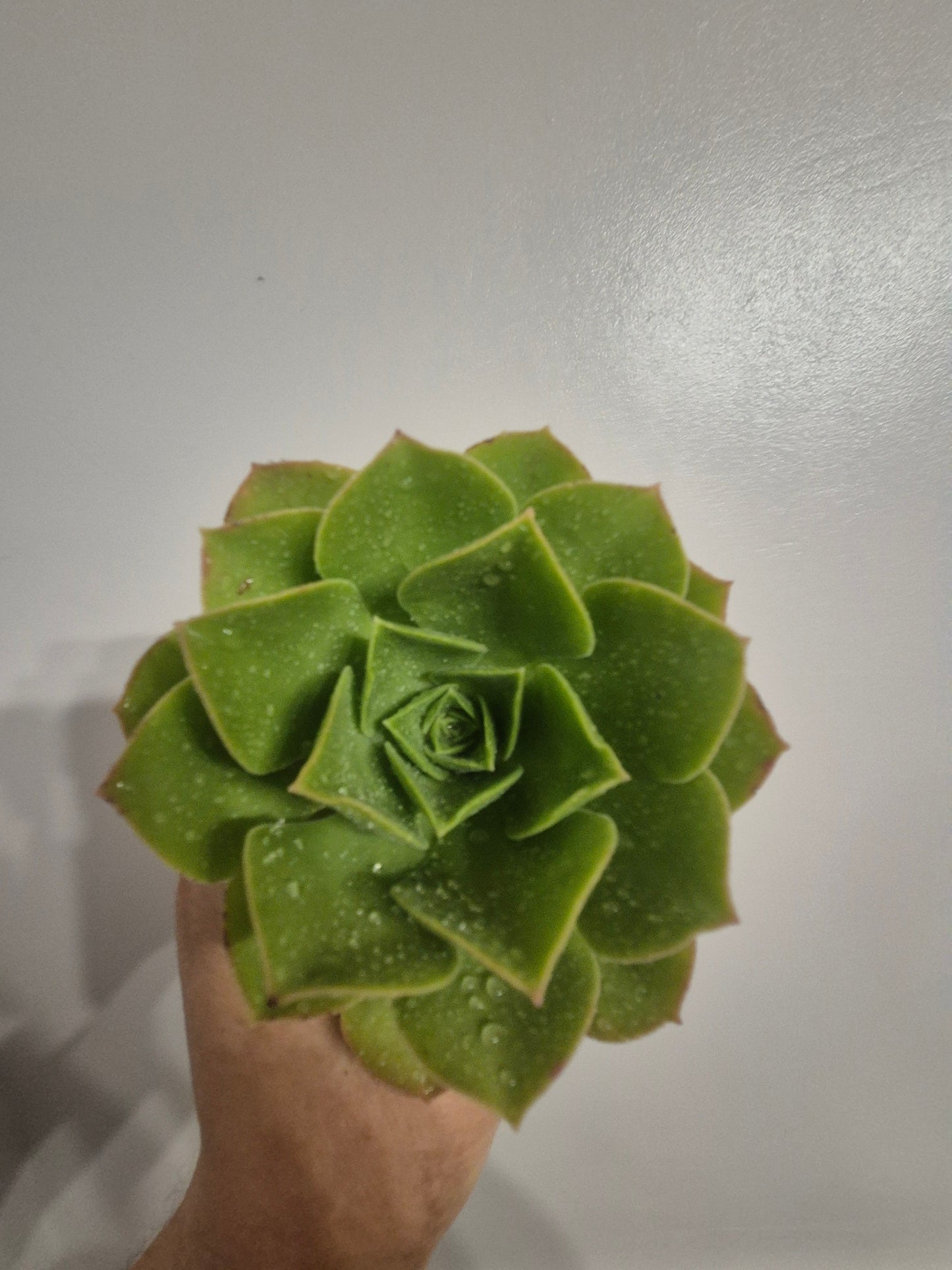 Aeonium caneriense variegated