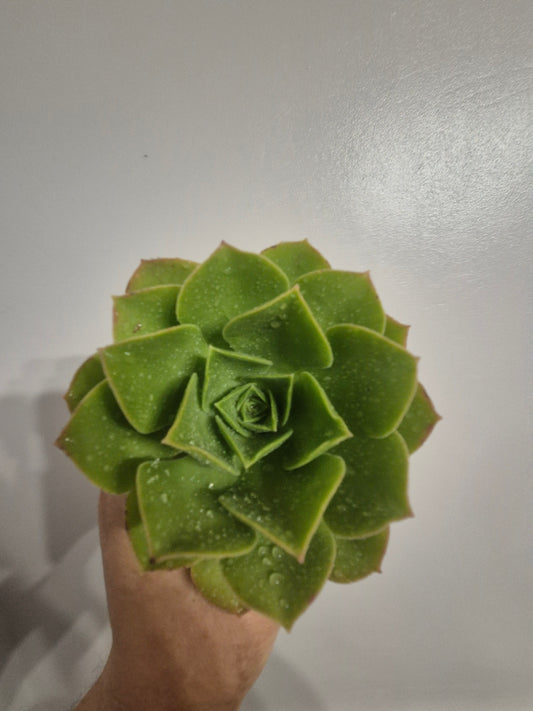 Aeonium caneriense variegated