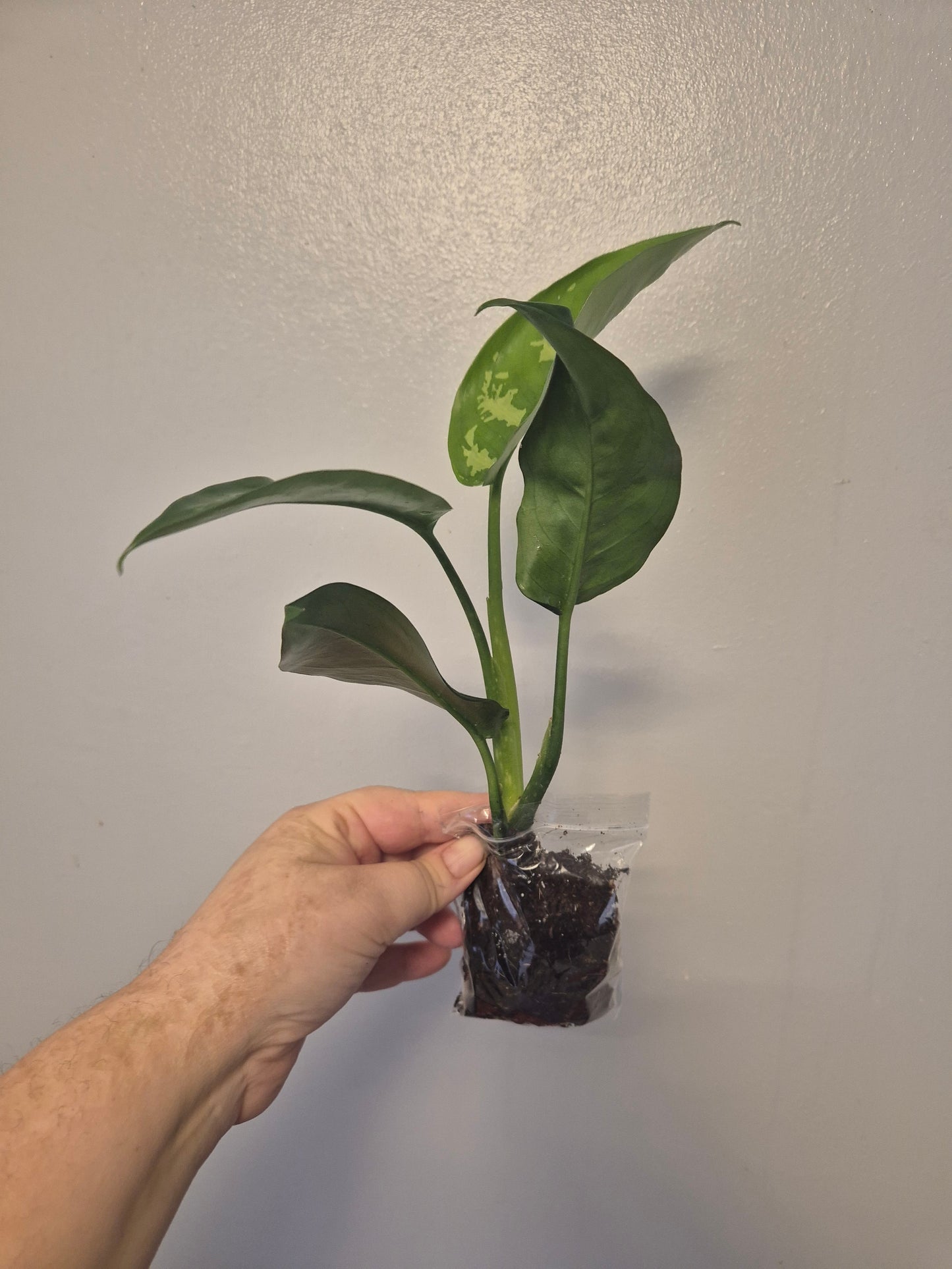 Aglaonema Maria Christina | Chinese Evergreen Plant | Bare Rooted | 30-40cm Tall