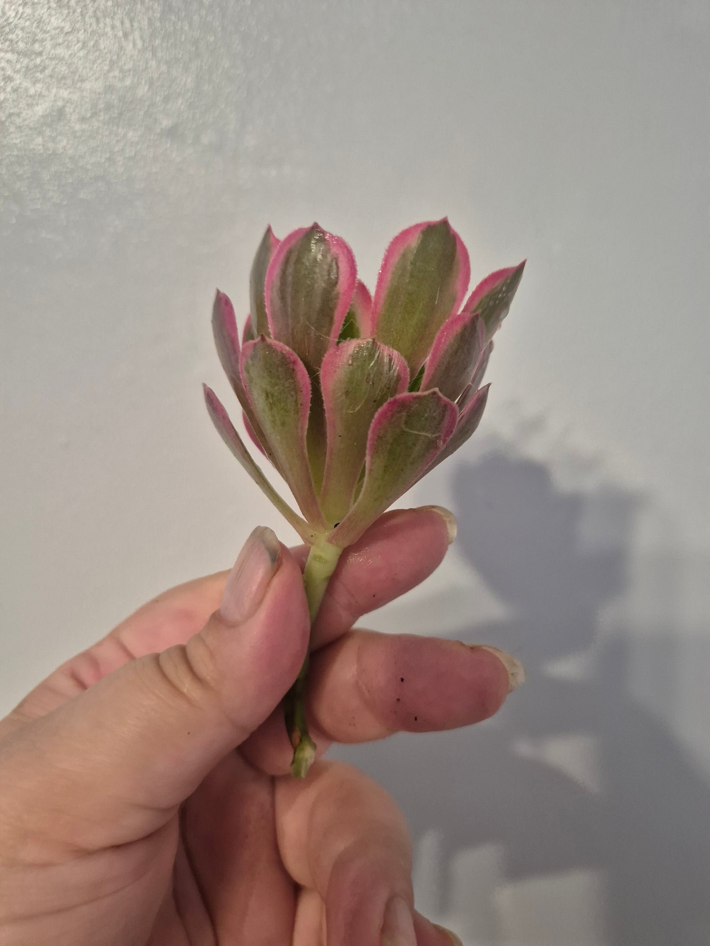 Aeonium Bundle Of 4 Unrooted | Pink Lady | White Garnet| Toffee Apple|Black Rose