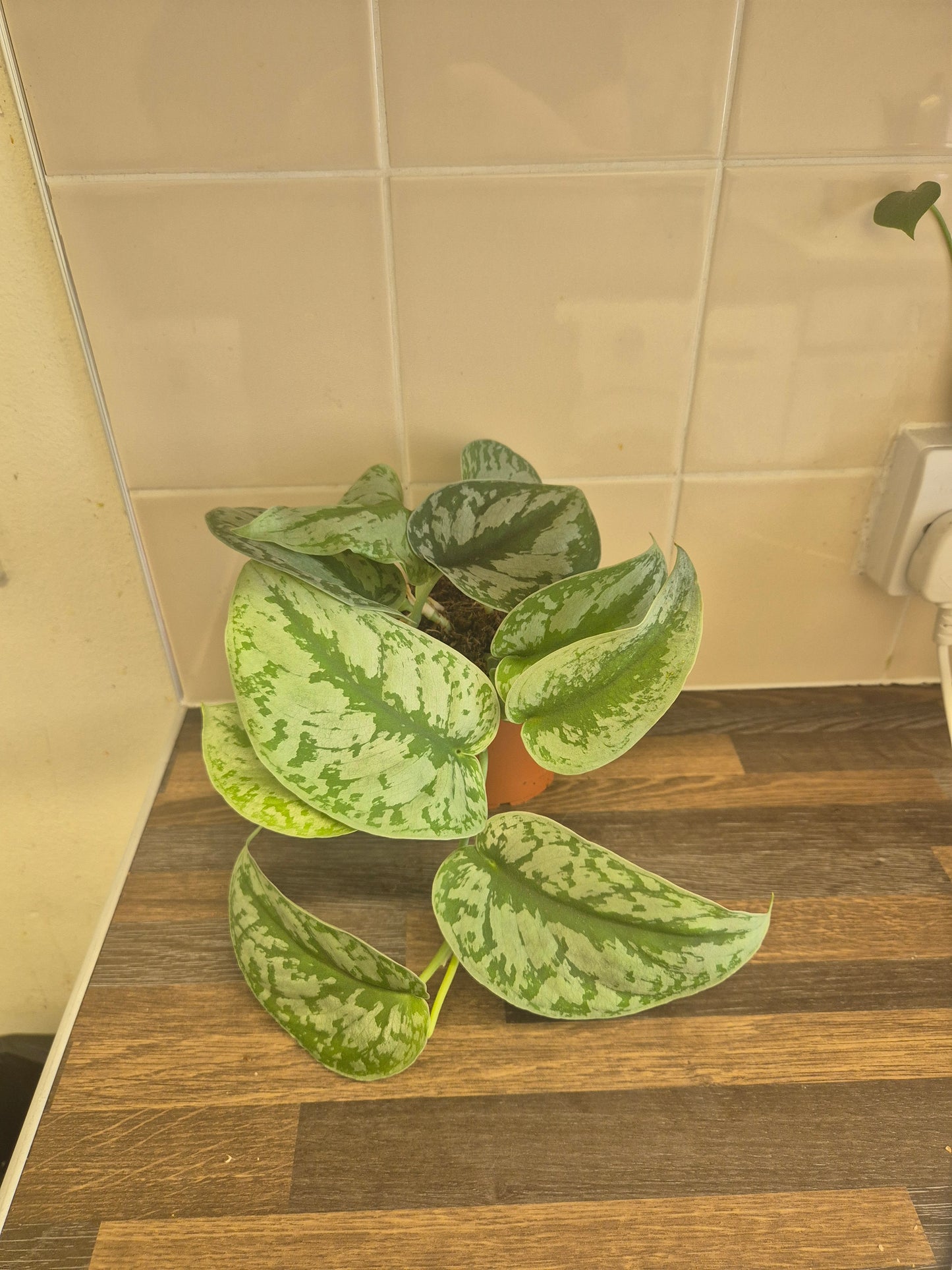 Scindapsus Pictus Exotica Treubii | Trebie | Silver Satin Rare | 12cm Pot