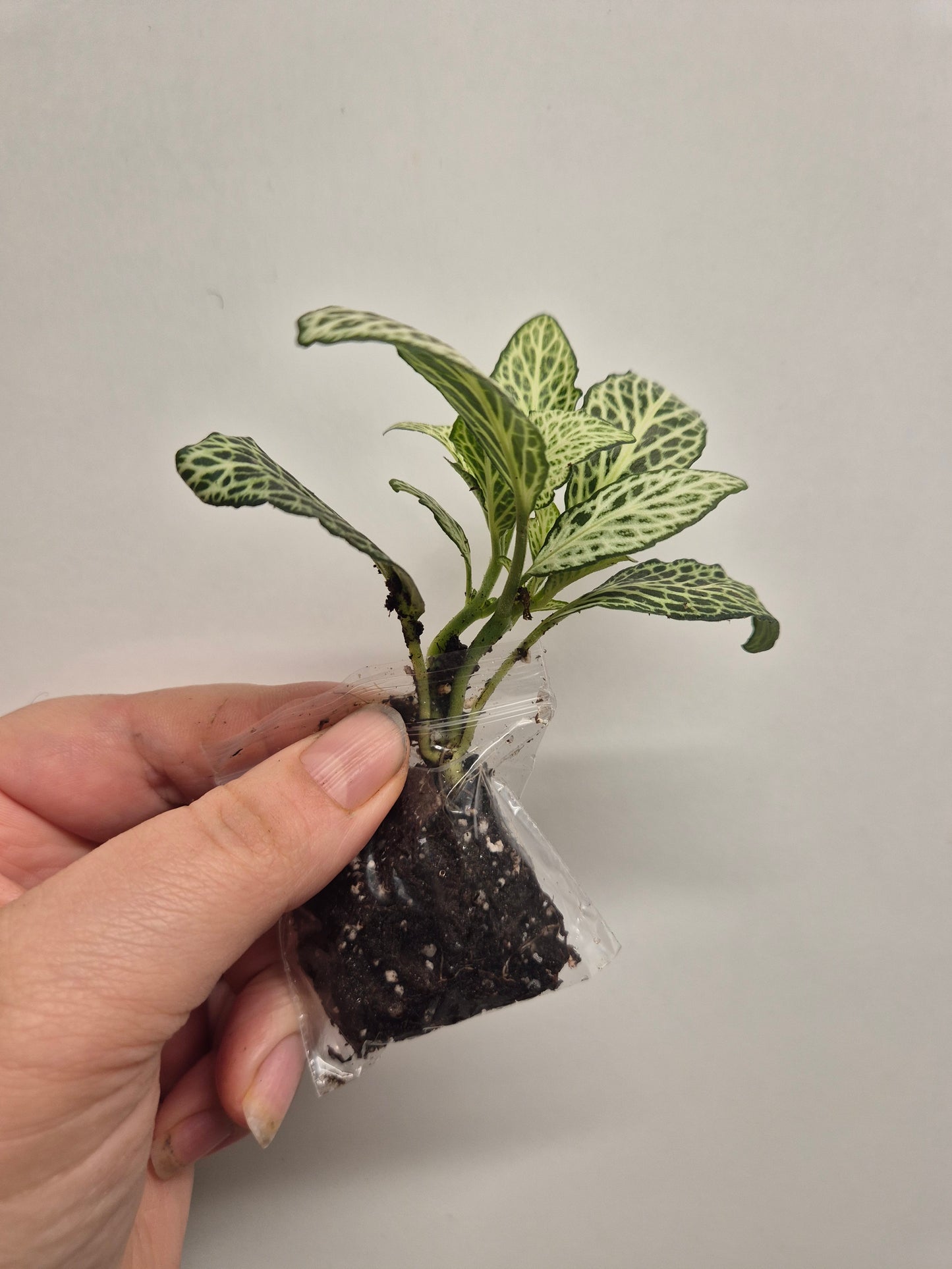 Nerve Plant | Mosaic Plant | fittonia plant | Sent Bare Rooted Well Rooted plant